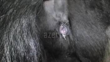 Dude with big balls fucking a black mare from behind