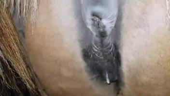 Dude gets to fuck a seductive mare from behind