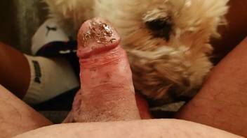 Dude with a small dick gets a BJ from a dog
