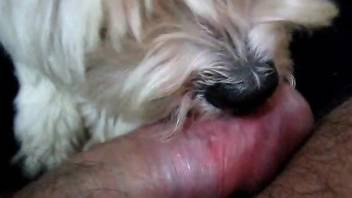 Small pooch licking the owner's delicious penis