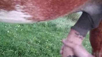 Dude jerks a stallion's dick in a kinky outdoor scene