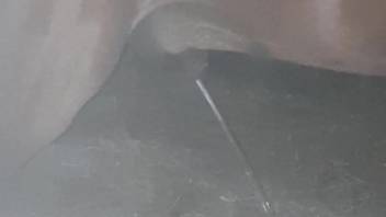 Detailed footage of an enormous penis on an adorable horse