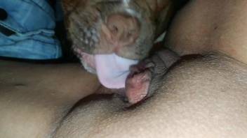Beautiful pooch buries its mug in between pussy folds
