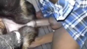 Hairy doggi is fucked by a kinky hung zoophile