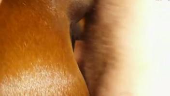 Guy inserts his dick into a mare's moist vagina