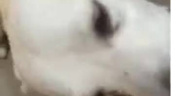 Attractive canine giving oral sex to a man's penis in a point-of-view film