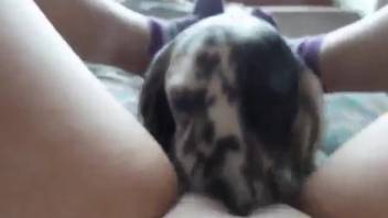 Enthusiastic canine tonguing vagina and nursing on breasts in first-person view