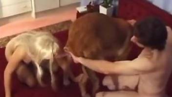 Cuck helps his wife while she gets fucked by a dog