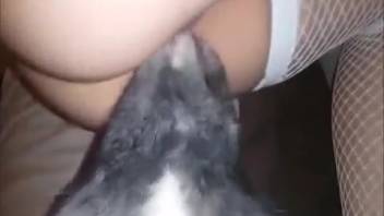 Collection of intense sex sessions with sluts and canines