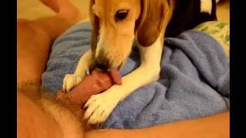 See a lovely handjob from a very skillful puppy