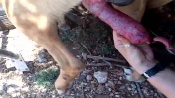 Canine's rigid penis receives oral satisfaction in the great outdoors