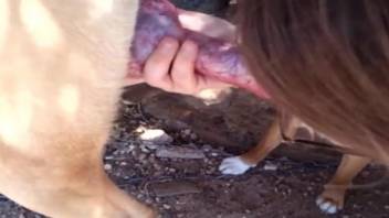 Dog's hard cock gets pleasured orally outdoors