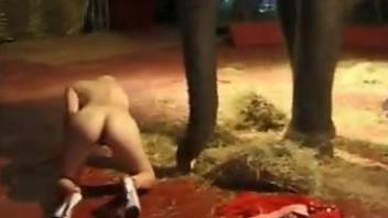 Smashing animal porn with a blonde and an elephant