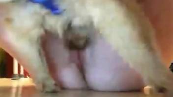 Hardcore fucking on the floor with a dog (Skype porn)