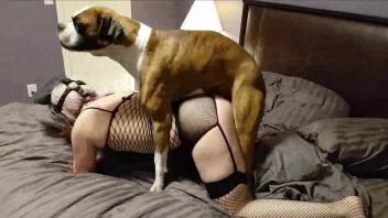 Mesh-loving mature hottie dominated by a kinky dog