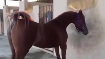 Sultry filly enticing the lens with her scorching vagina