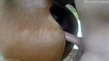 Dude fucking a mare's eager pussy like a true alpha male