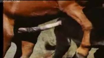 Intense footage of a stallion roughly banging his mare