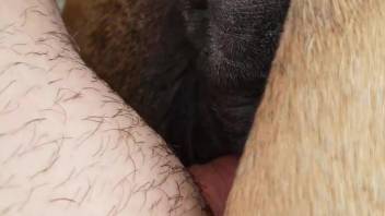 Soaked vagina filly being penetrated from the rear (intimate adult film)