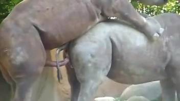Rhino sex video for true bestiality connoisseurs