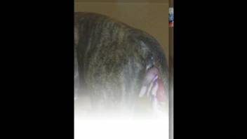 Masked blonde deepthroats a dog's delicious dick