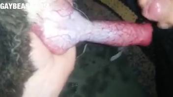 Bestiality lover savoring steamy rubbing session with a creature