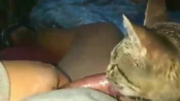 Fucked-up dude forces his cat to lick his cock