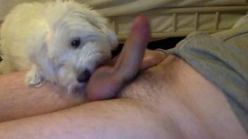 Tiny white dog licking all over this dude's cock