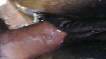 Guy thrusts his erect dick deep into a female horse's tasty cunt