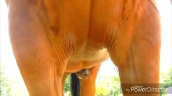 Detailed close-ups of a stud horse's penis stiffening up