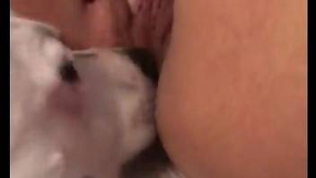 Horny dog buries its face in this hottie's wet cooch