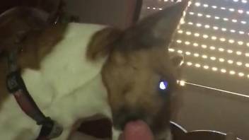 Dude's cock gets pleasured in POV by a sexy dog