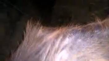 Big black cock invades the narrow vagina of an obedient beast