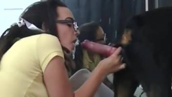 Collection of the steamiest bestiality blowjobs, savor it