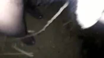 Big black cock pounding a lustful beast in homemade footage