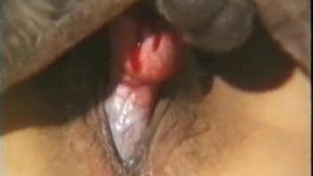 Brown dog nicely banged a dick-swallowing zoophile slut