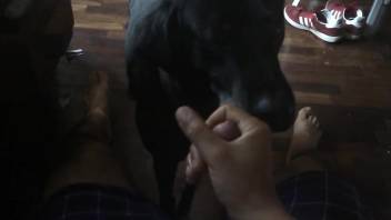 Dude's cock getting licked in POV by a kinky dog