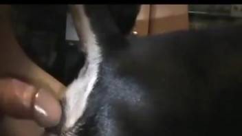 Slutty dog getting sodomized by a horny stud