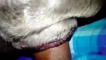 Dude fucking an animal's tight little pussy from behind