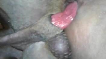 Dude's tight butt gets fucked by a dog's hard cock