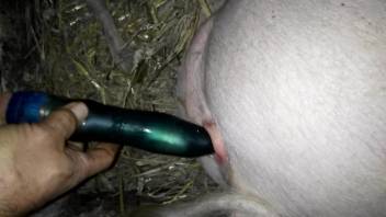 Dude fucking a pig's tight pussy with a small dildo