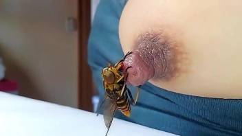 Busty woman loves a little bee on her hard nipple