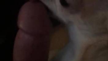 Small dog licks master's dick when he's jerking off