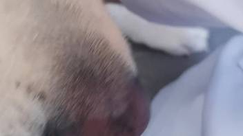 Guy's tasty dick being slurped by an adorable pup