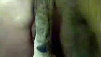 Animalsexvidoe - Severe animal sex video with a wife with amazing ass