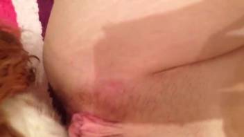 Dog licks woman's pussy during her webcam masturbation