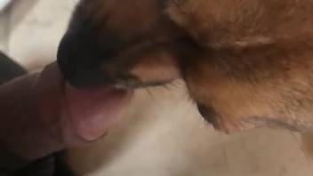 Fluffy canine laps at the guy's erect penis before tasting the semen