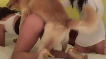 Masked chick gets licked and then fucked by a dog
