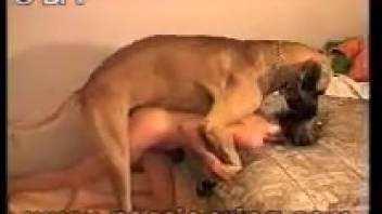 A brown dog pounds this babe's ass on camera
