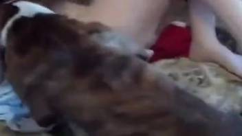 Intense bestiality porn clip with fervent animal humping